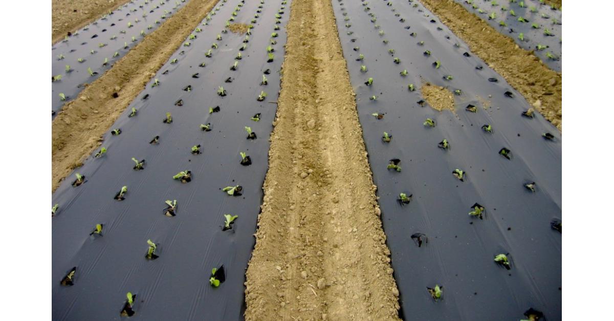 Biodegradable Agricultural Films Market: Sustainable Farming Innovation, Material Advancements, and Global Industry Outlook 2034