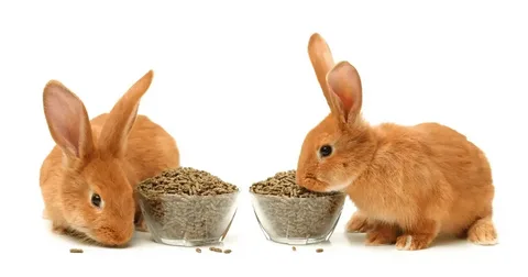 Rabbit Feed Market Size, Industry Trends, Premium Nutrition Demand, and Forecast 2033