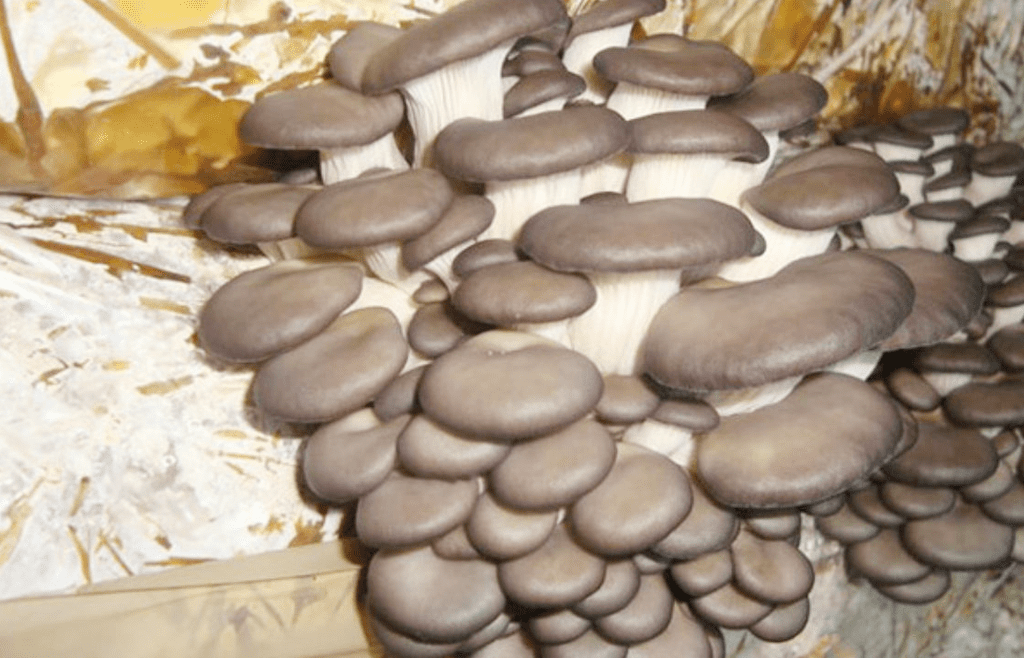 Mushroom Substrate Market: Growth Analysis, Drivers, Segmentation, and Forecast