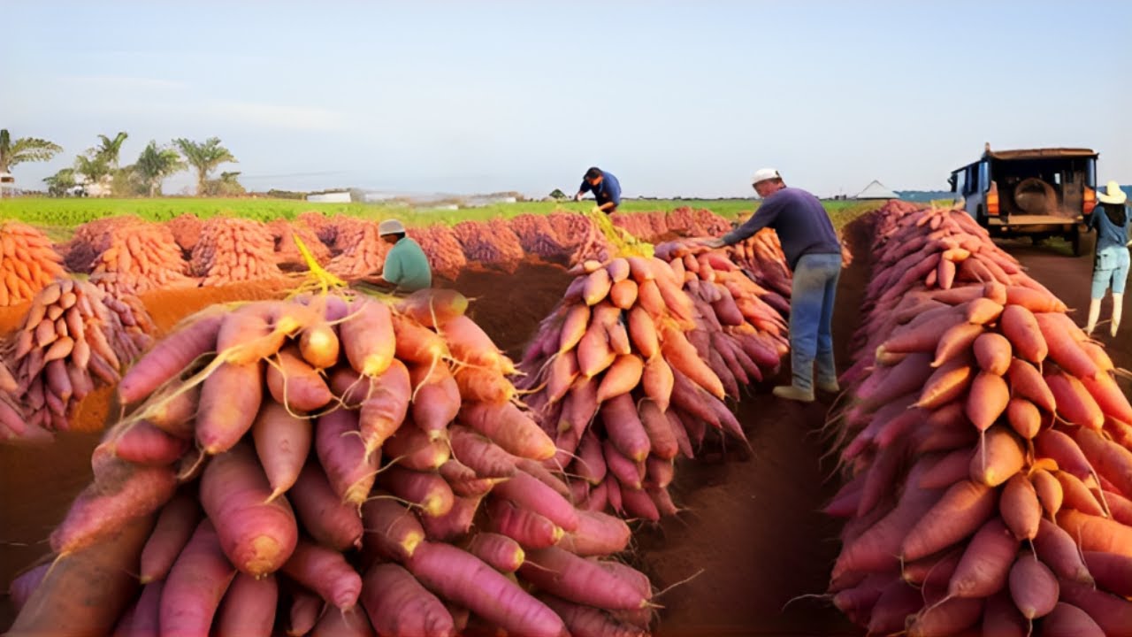 Sweet Potato Industry Market: Growth Analysis, Drivers, Segmentation, and Forecast